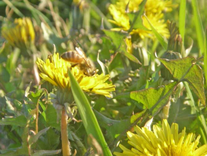 dandilion