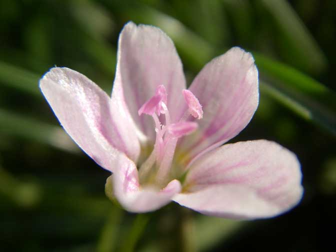 mini flowers