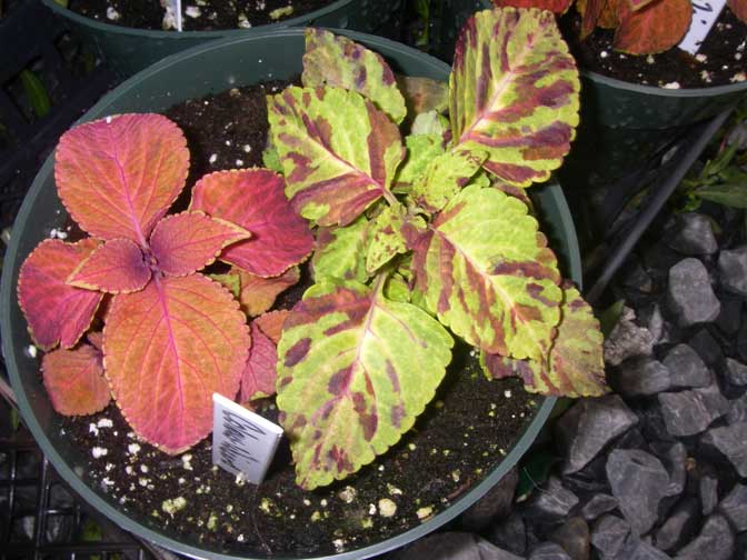 Coleus