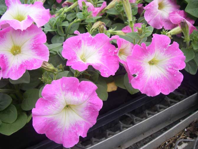 petunias