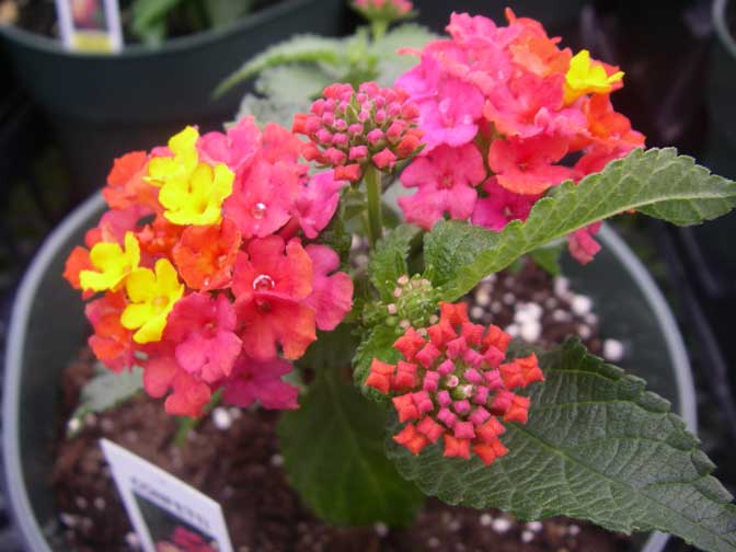 lantana