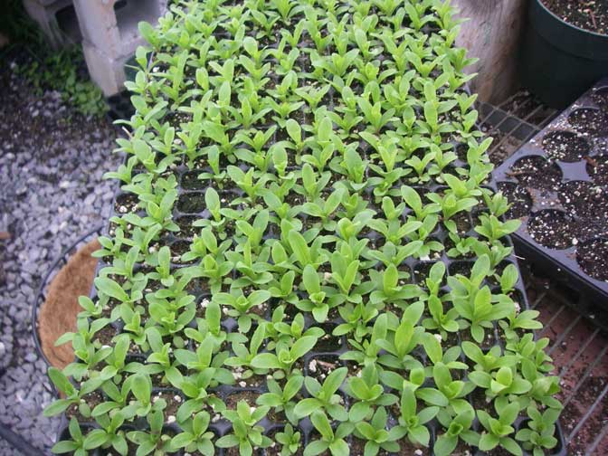 zinnias