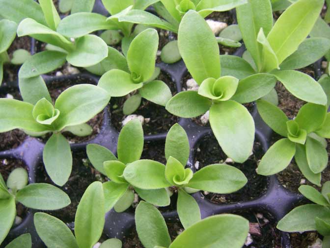 zinnias