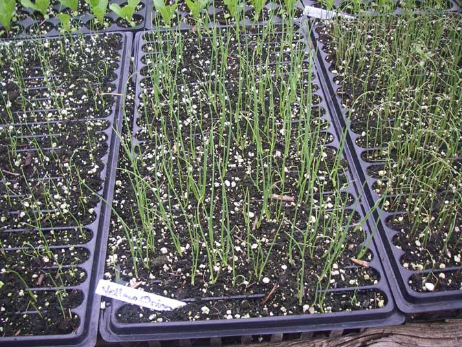 Yellow onion plants