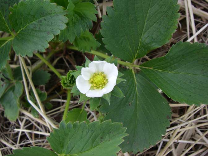 strawberry blossom