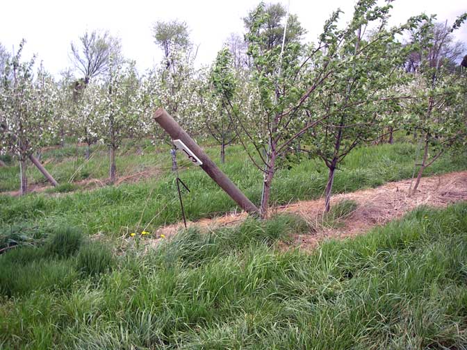 apple trees in blossom