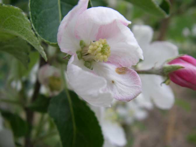 apple blossom