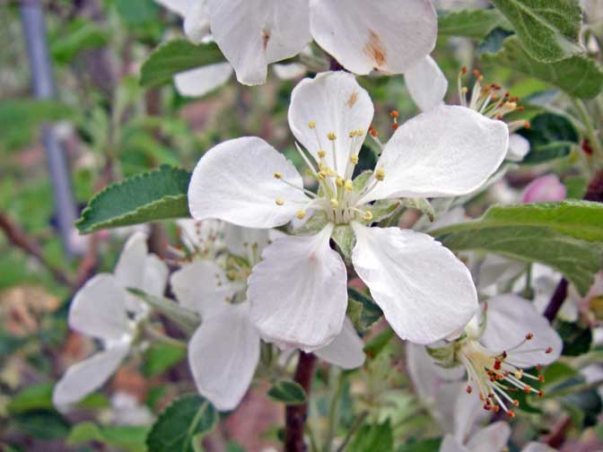 apple blossom