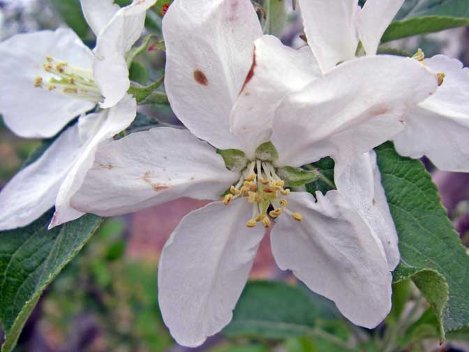 apple blossom