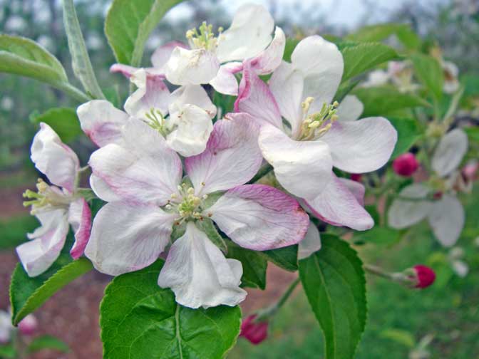 apple blossoms