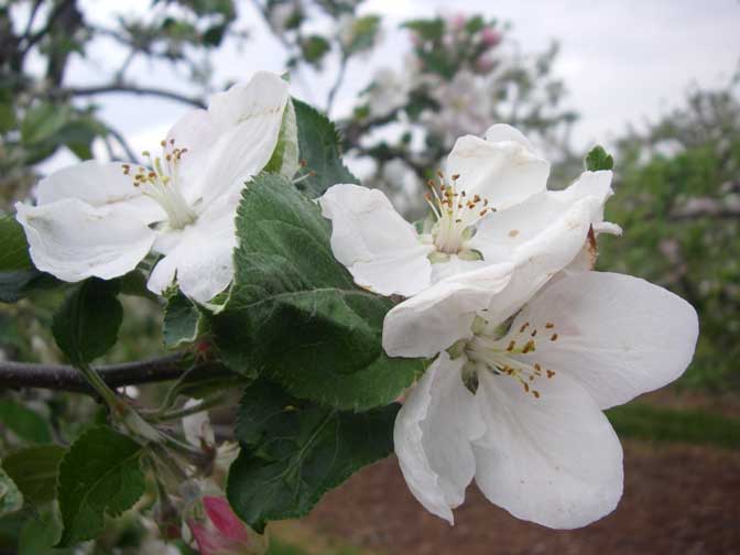 apple blossoms