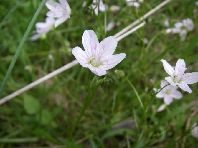 wild flowers