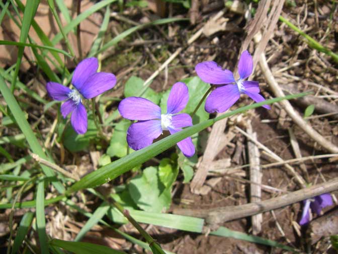 wild violets