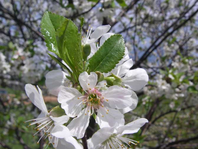 cherry blossoms