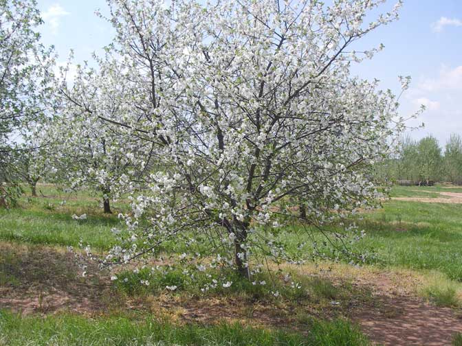 cherry trees