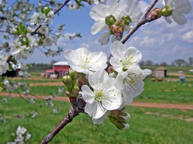 cherry blossoms