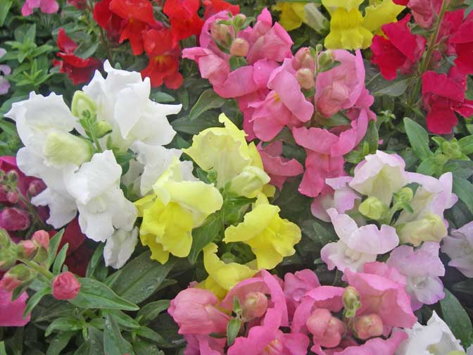 snapdragons