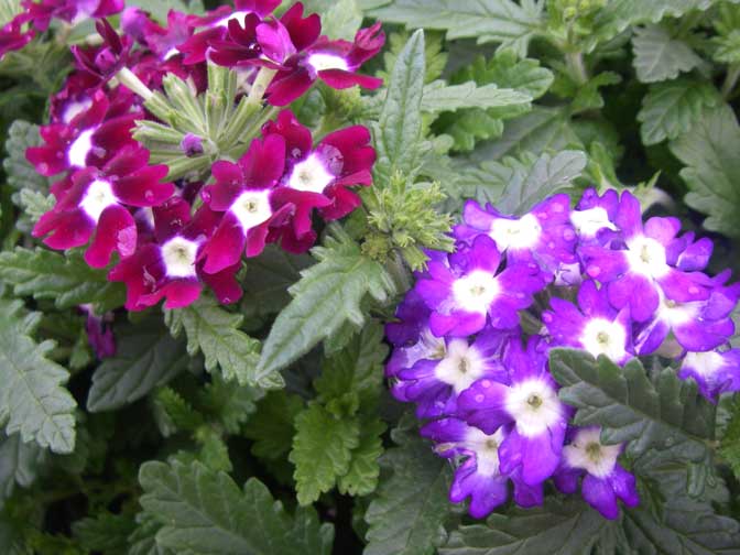 verbena