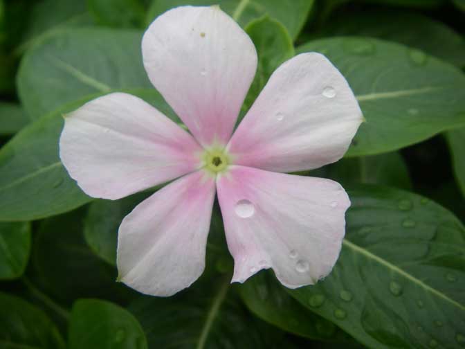 vinca