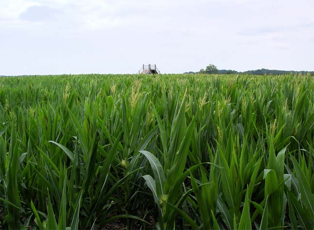 corn maze - really short