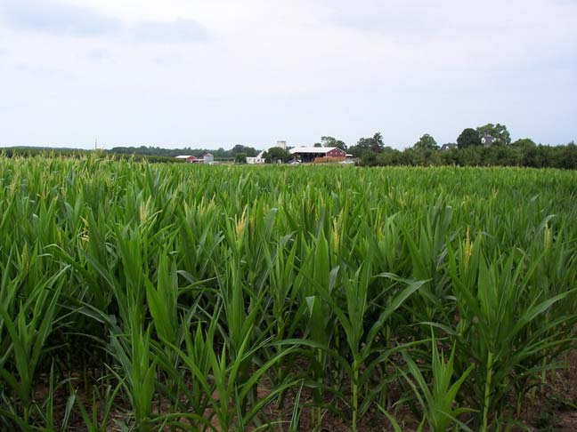 barn from corn field