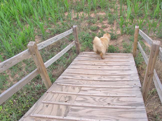 Tess runs down the ramp