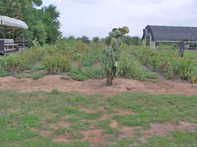 aging flower area