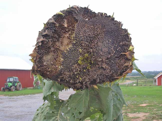 aging sunflower