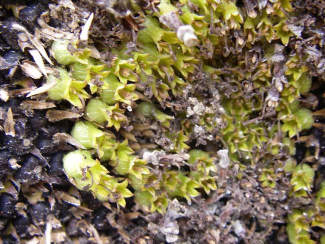 aging sunflower seeds