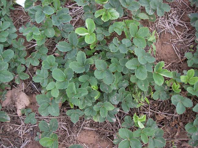 strawberry plants