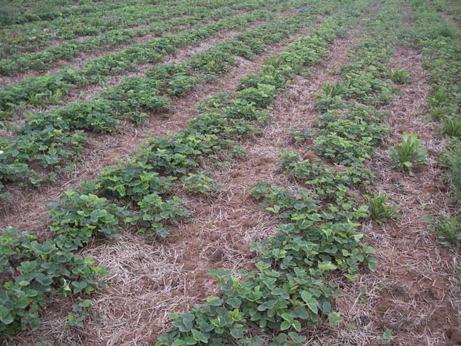 strawberry plants