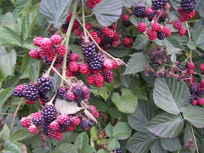 blackberry rows