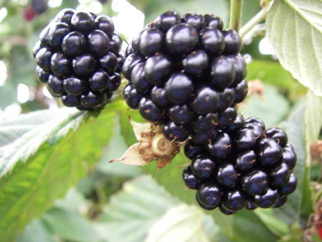 blackberries