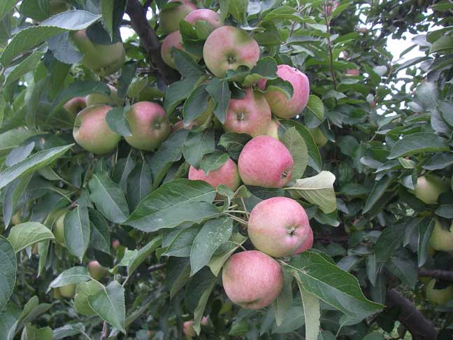 red apples in a tree