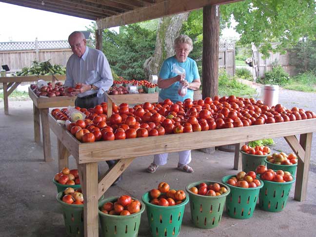 selecting tomatoes