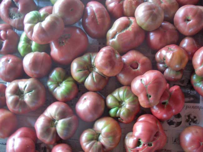 Heirloom tomatoes