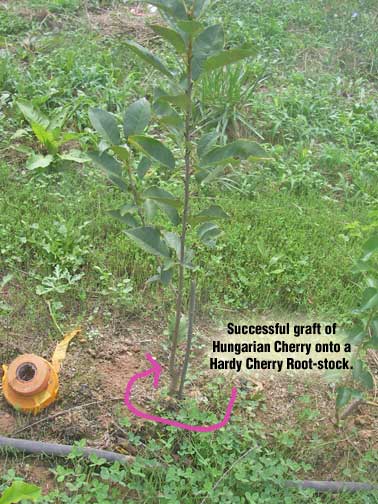 Grafting Cherries