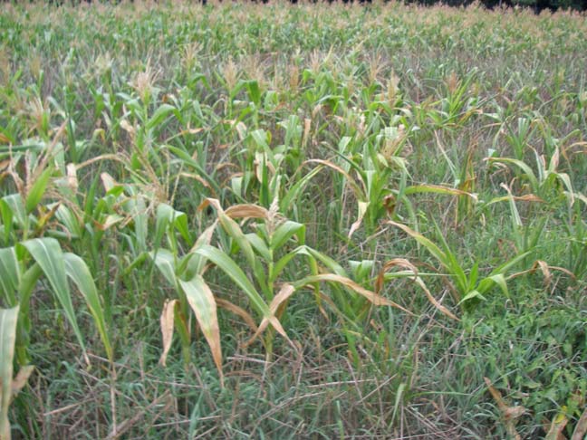 dry corn