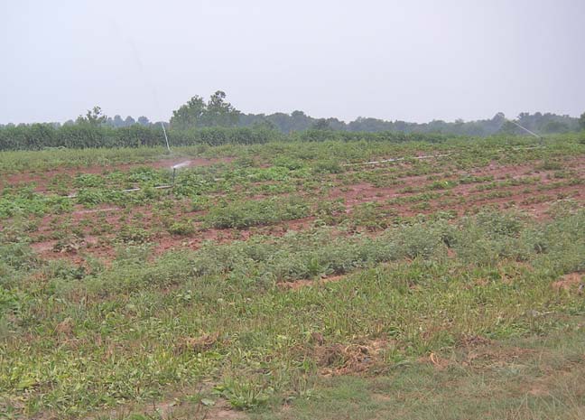 strawberry plants