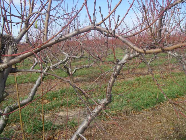 Cherry trees in winter