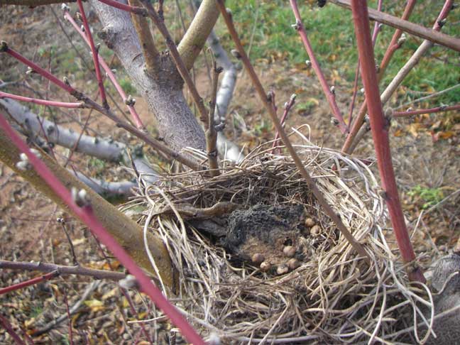 birds nest
