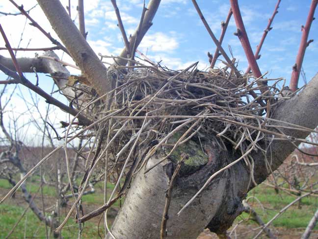 birds nest