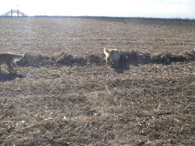 mowed maze