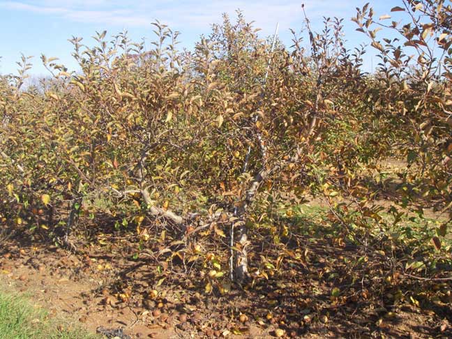 apple trees