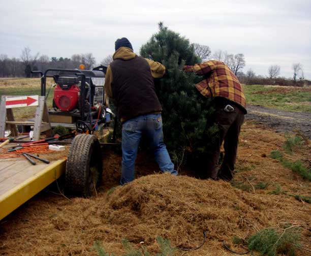 Christmas tree