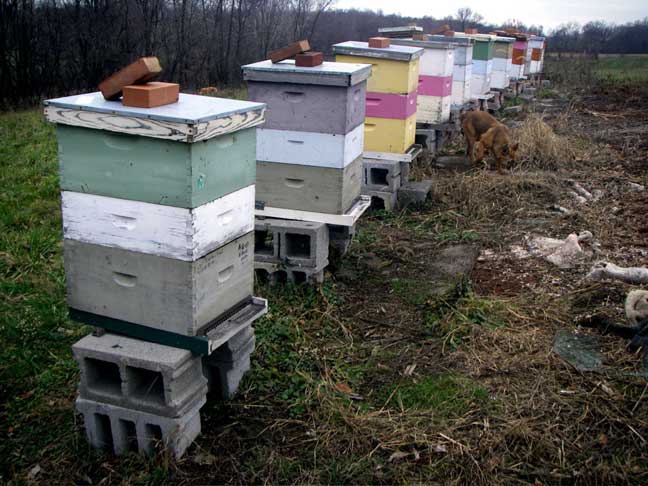 bee hives