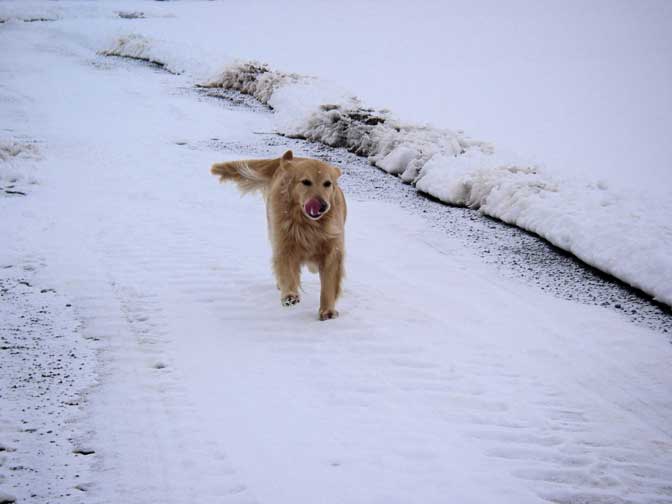 Tess patrolling the farm