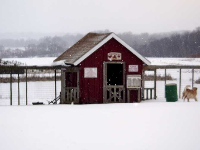 Chicken house in the snow