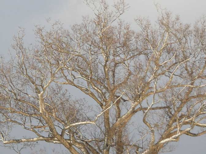 top of old oak, with snow