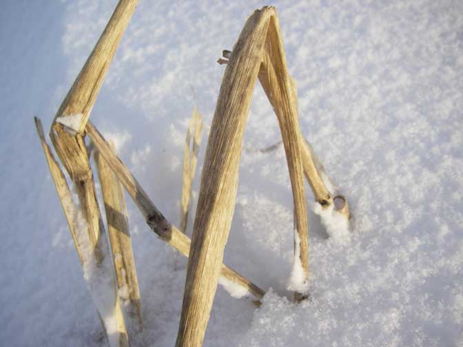 old corn stalk in the snow
